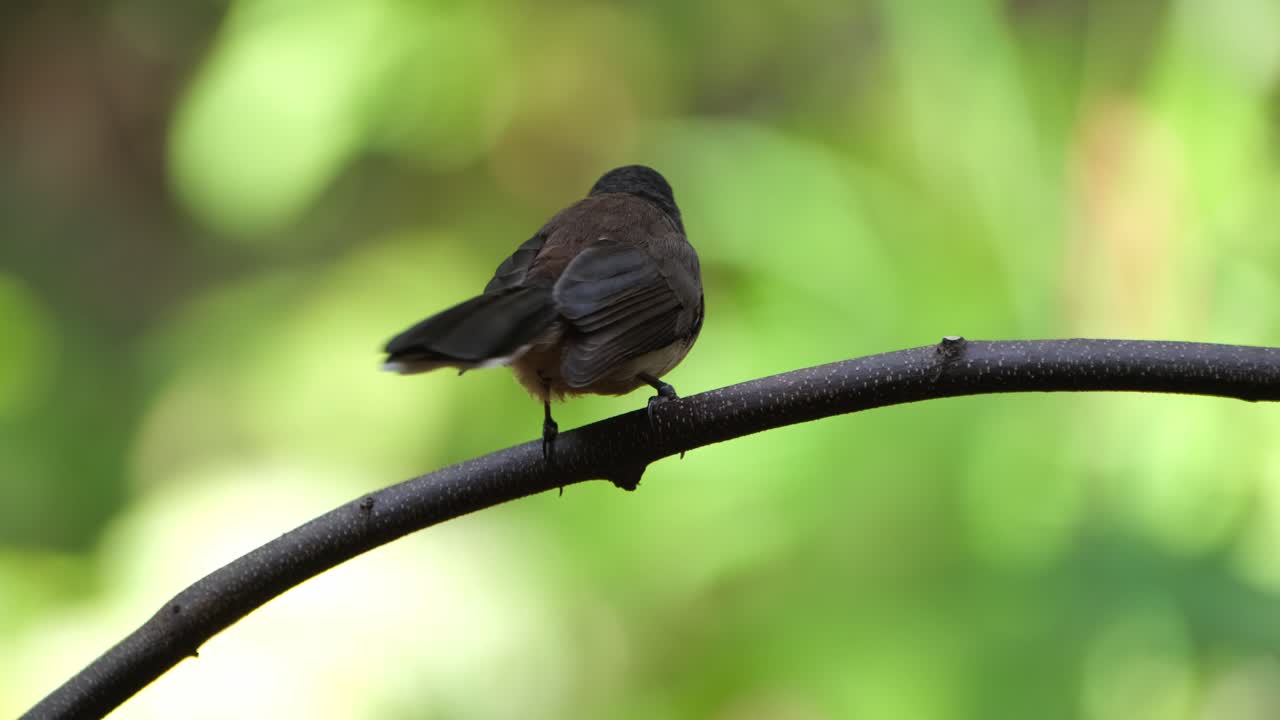 moviendo su cola mientras la cámara hace zoom hacia afuera deslizándose hacia la izquierda, malaia pied fantail rhipidura javanica, tailandia
