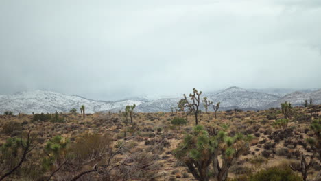 panoramic view of the joshua tree national park on a cloudy winter day with snowcapped mountains on the horizon