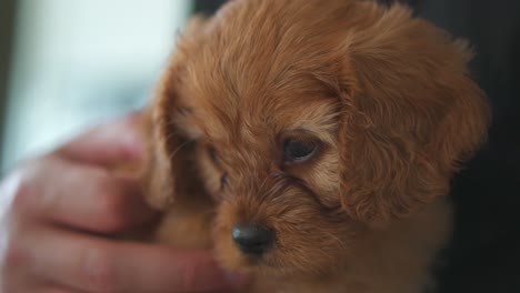 puppy stares from couch, close profile with soft light and quiet atmosphere