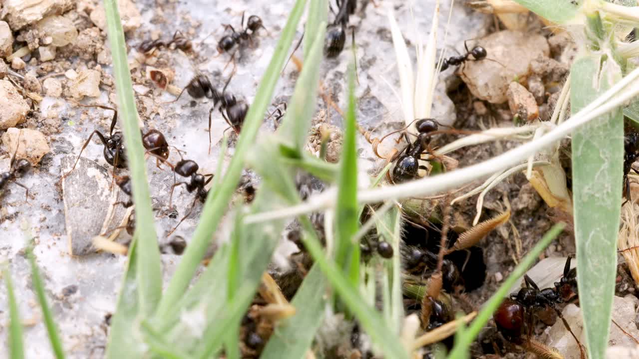 The ants of a colony gathering resources into their nest through a hole in the ground, very close up view macro shot in 4k.