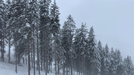 winter landscape - pine trees covered in white snow at the ski resort from a moving ski lift in austria