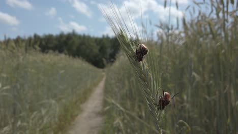 Käfer-Sitzen-Auf-Roggenähren,-Nahaufnahme