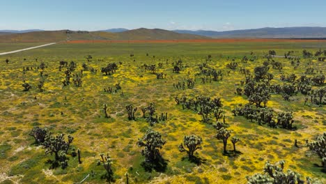 Aufsteigende-Luftaufnahme-Von-Frühlingswildblumen-Und-Joshua-Bäumen-In-Der-Mojave-Wüste-Im-Frühling