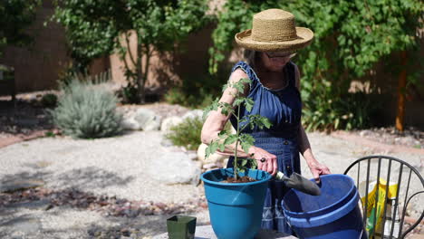 A-woman-gardener-using-a-hand-trowel-to-scoop-fresh-soil-and-fertilizer-into-a-pot-for-a-tomato-plant