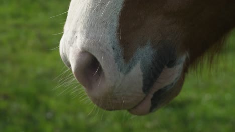 horse mouth and nose detail close up