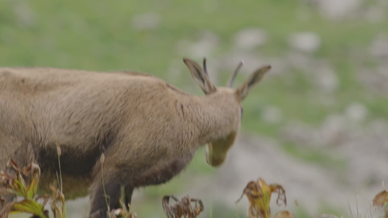산에서 chamoishigh의 클로즈업