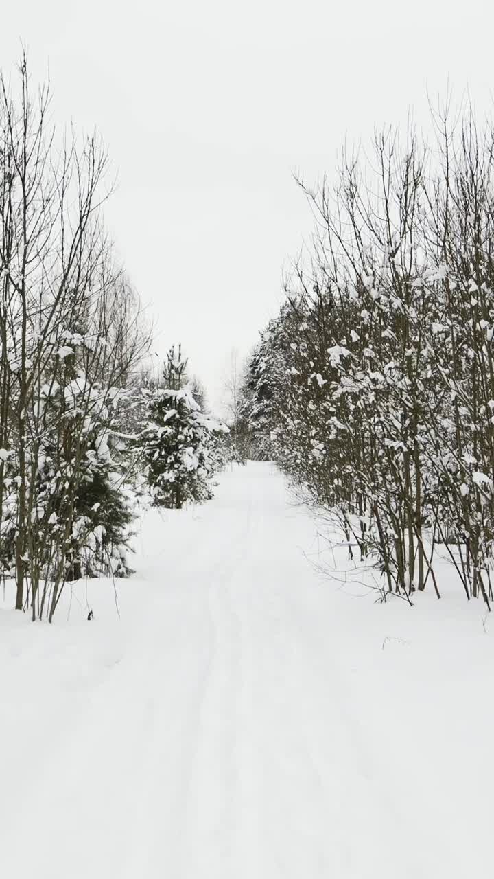 Foresta innevata