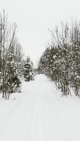 bosque cubierto de nieve