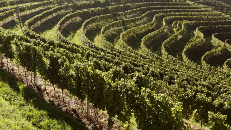 Vineyard Terraces