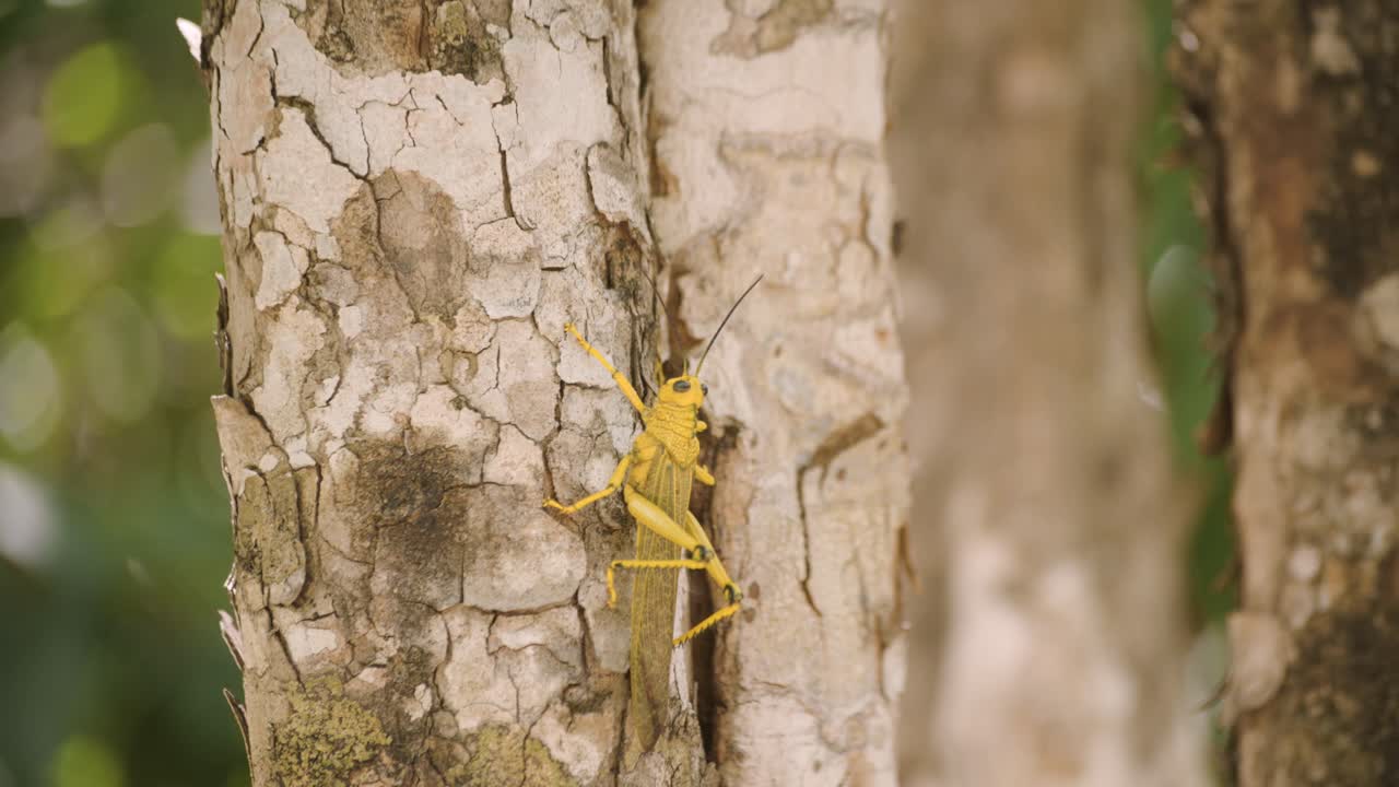langosta verde trepando en la corteza de un árbol tropical