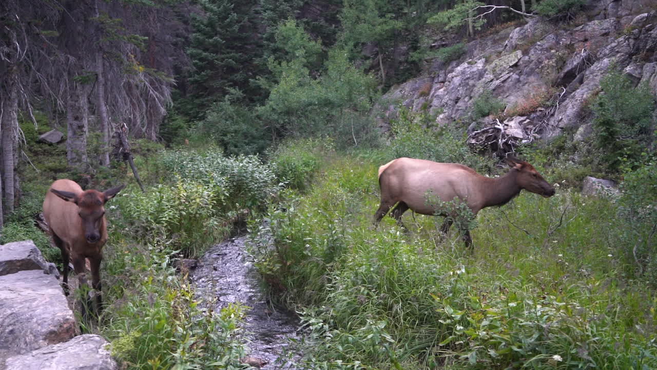 록키 마운틴 국립공원의 광야에서 개울 옆에서 풀을 먹고 있는 노새 사슴