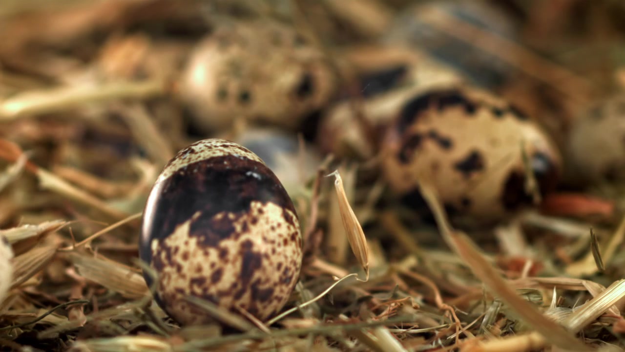 Quail Eggs Falling and Landing on a Bed of Hay in Slow Motion