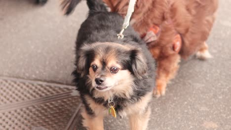 people petting dogs during a street walk