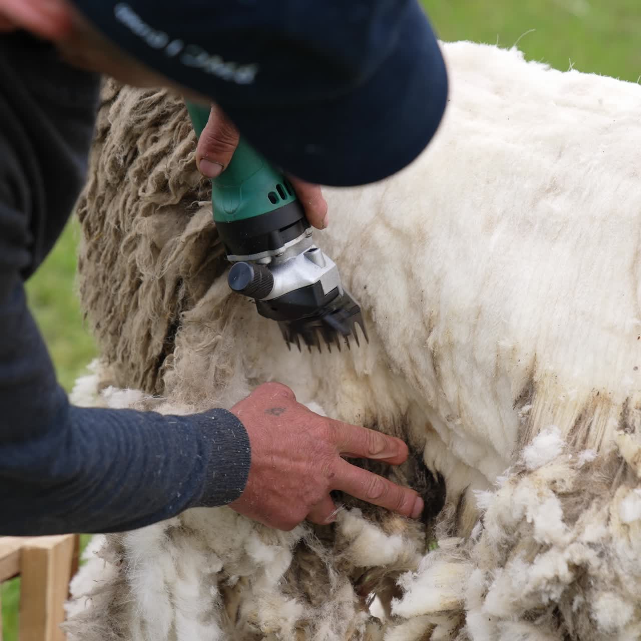 Farmer professional shearing the sheep with electric cutter