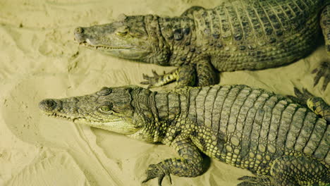 two crocodiles resting in sand