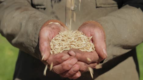 farmer inspects his crop of hands hold ripe oat seeds. while oats are suitable for human consumption as oatmeal and rolled oats, one of the most common uses is as livestock feed.