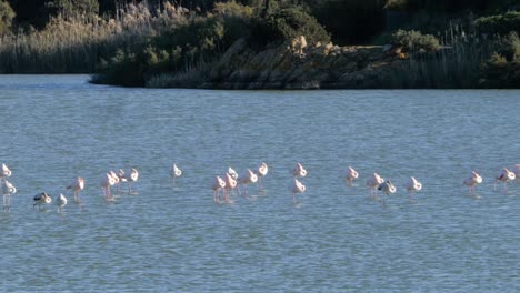 Primer-Plano-De-Una-Bandada-Salvaje-De-Flamencos-Rosados-De-Pie-En-Una-Laguna-Costera-Poco-Profunda-Cerca-De-La-Playa-En-Cerdeña,-Italia