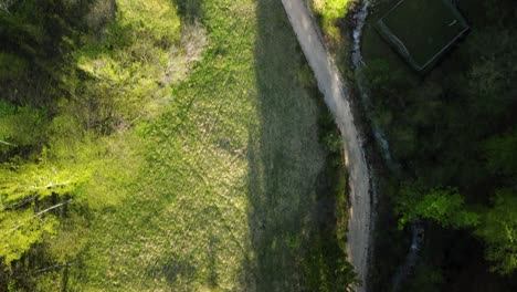 ruta de senderismo forestal entre árboles verdes y pequeño manantial de montaña