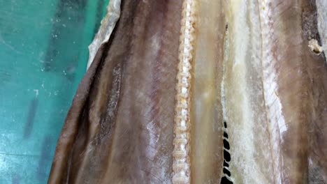 sun dried and salted leafscale gulper shark centrophorus sqamosus buy sell at fish market portuguese delicacy portugal dish food captured in the atlantic ocean