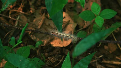 caterpillar-insect-crawling,-Fall-webworm-moth-climbing-a-twig-branch-on-the-ground,-macro-biology-fauna,-forest-leaf-close-up,-bug,-family-Erebidae