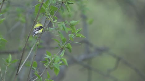 slow motion of an american gold finch, bird in flight