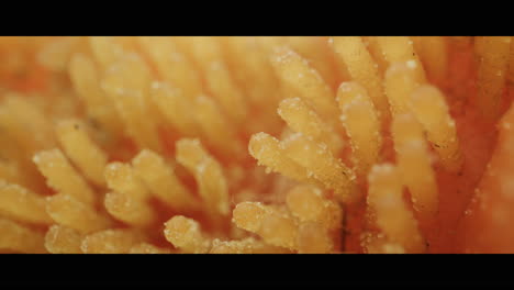 close-up of a flower stamen