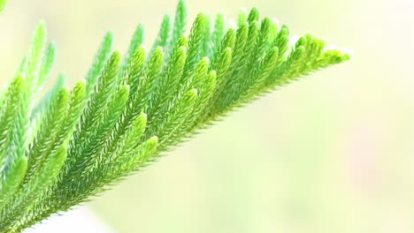 a detailed view of vibrant green pine needles basking in soft sunlight, showcasing natural texture and color.