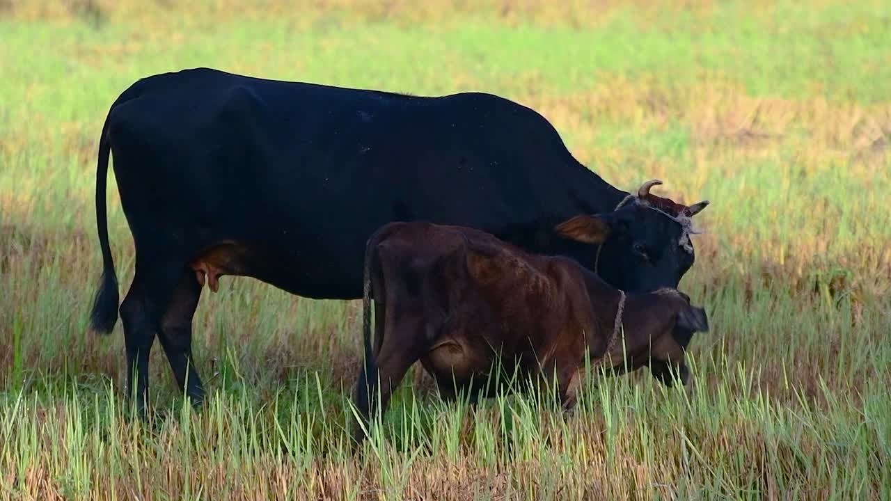 madre vaca lamiendo a su ternero recién nacido, limpiando y cuidando en un exuberante arrozal verde por la mañana, bajo la sombra, el concepto de amor ilimitado e interminable de las madres