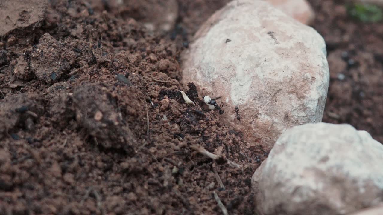 Formica che trasporta un chicco di cereale tra pietre e terra marrone