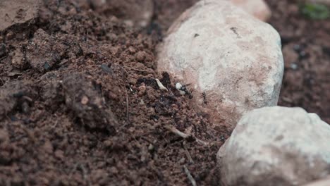 ant carrying cereal grain between stones and brown earth