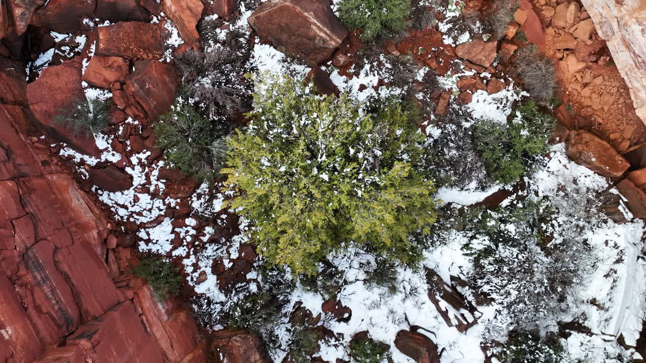 Tree And Snow On Sedimentary Rocks In Sedona, Arizona, United States