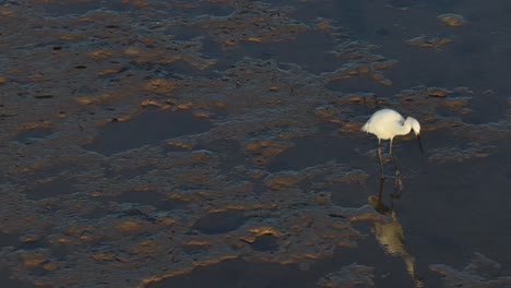 a great egret wades through shallow waters in port douglas, queensland, hunting for prey. natural lighting highlights its graceful movements