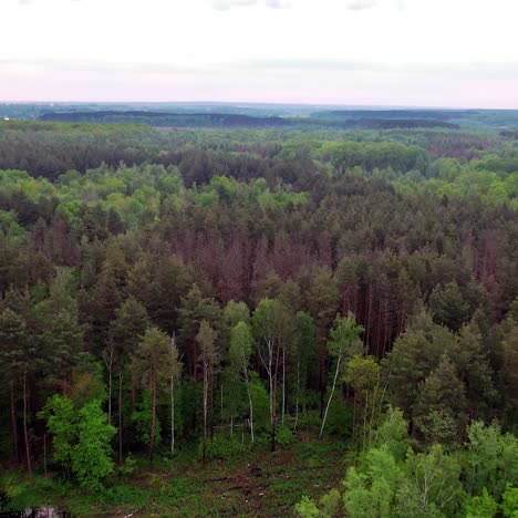native forest landscape from drone