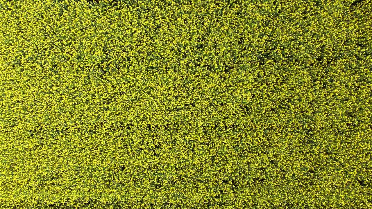 drone vuela sobre un campo de tierra de colza amarilla, agricultura orgánica