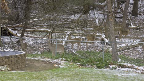 Slow-motion-clip-of-lovely-whitetails