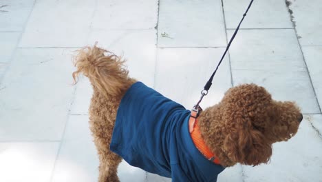 adorable brown poodle outdoors