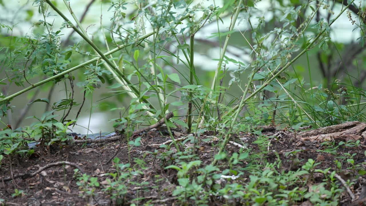 suelo, planta, bosque verde, naturaleza, hoja de jardín, floral, tropical, botánica, arbusto, botánico, trópico, césped, paisaje, plantas