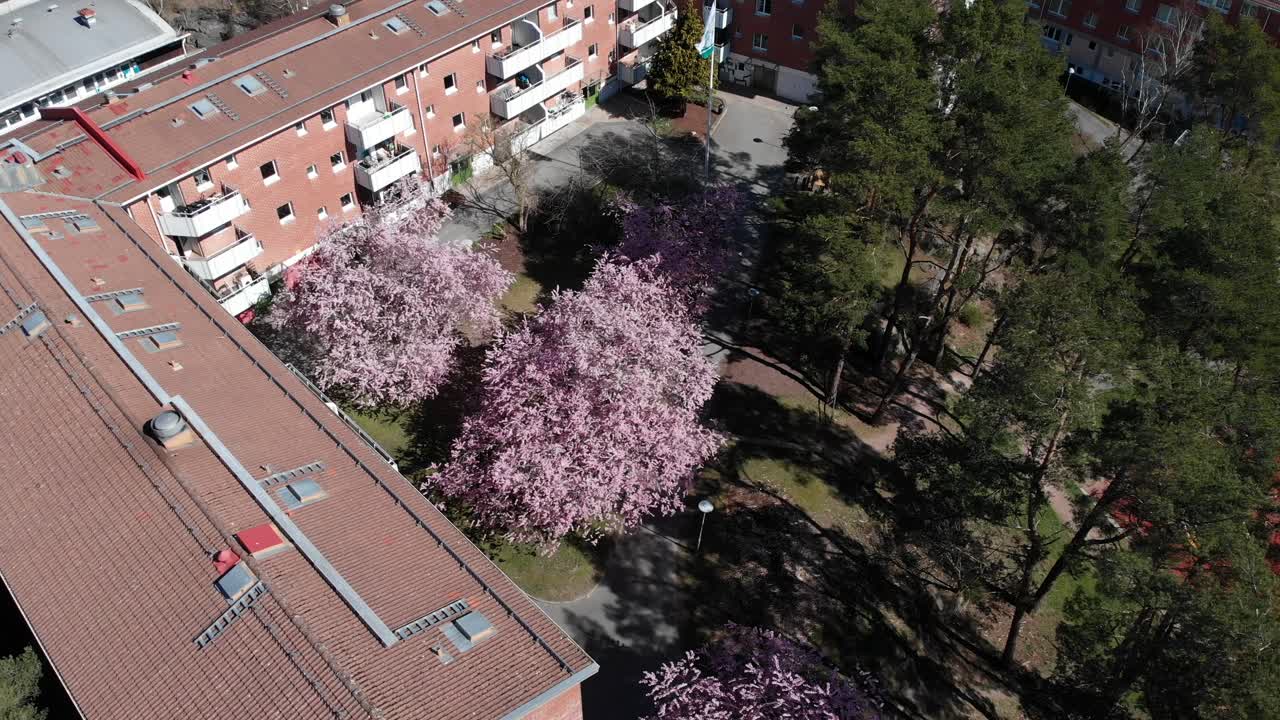 콘도 조경에 피는 일본 사쿠라 벚꽃, 공중 선회