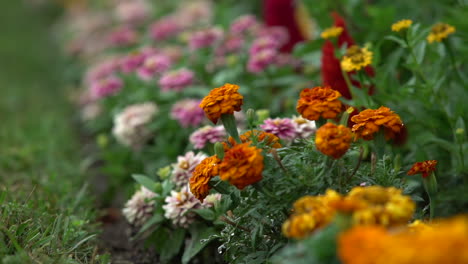 Bee-flying-over-the-bright-flowers