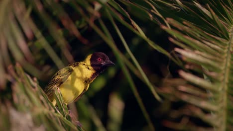 Weaver-bird-surrounded-by-branches-and-leaves