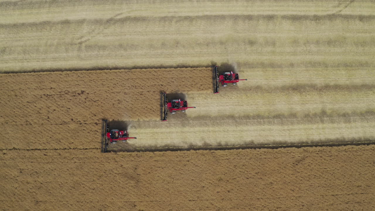 arriba de tres máquinas cosechadoras cortando plantas de canola maduras, washington