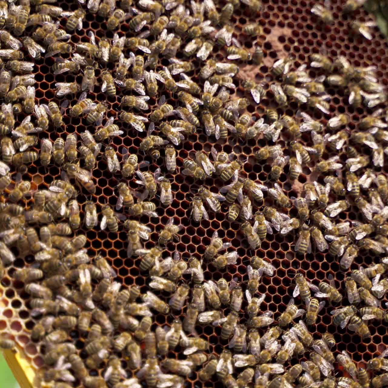 Honeycomb with busy bees. Bare hand hold frame with bees making honey. Summer insects doing pure healthy product. Close-up.