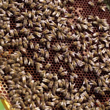 honeycomb with busy bees. bare hand hold frame with bees making honey. summer insects doing pure healthy product. close-up.