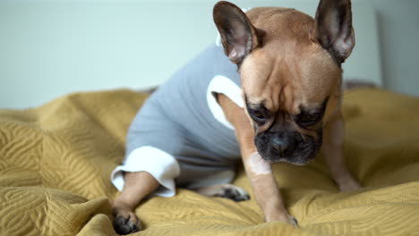 an adorable french bulldog sitting on a cozy bed, french bulldog grooming indoor - close up