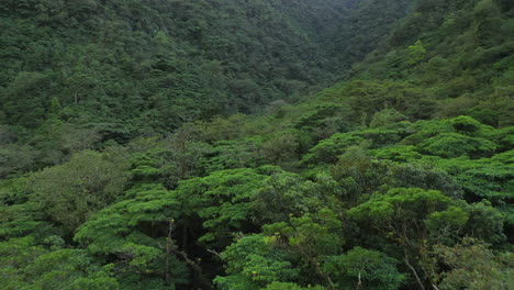 Antenne:-Drohne-Costa-Rica-Dschungelwald