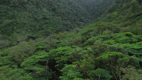 antena: drone costa rica selva bosque