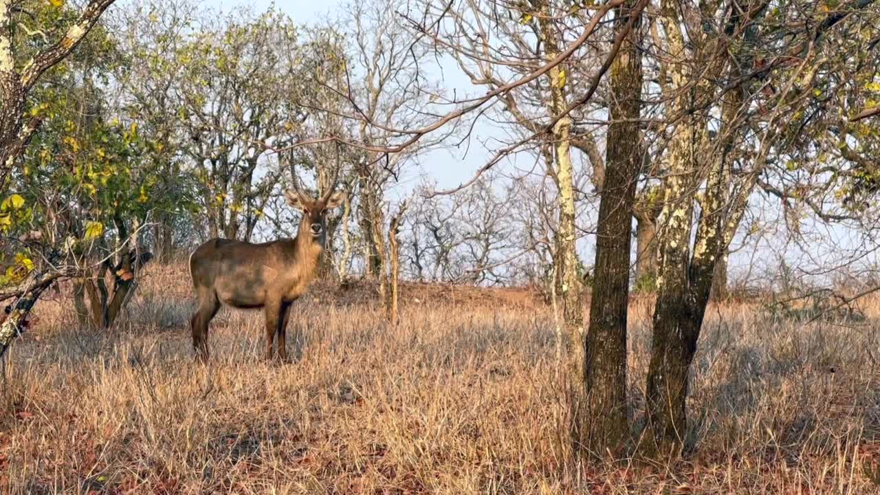 buco acuático macho (kobus ellipsiprymnus) en la sabana durante la estación seca en la reserva de vida silvestre de majete, malawi.