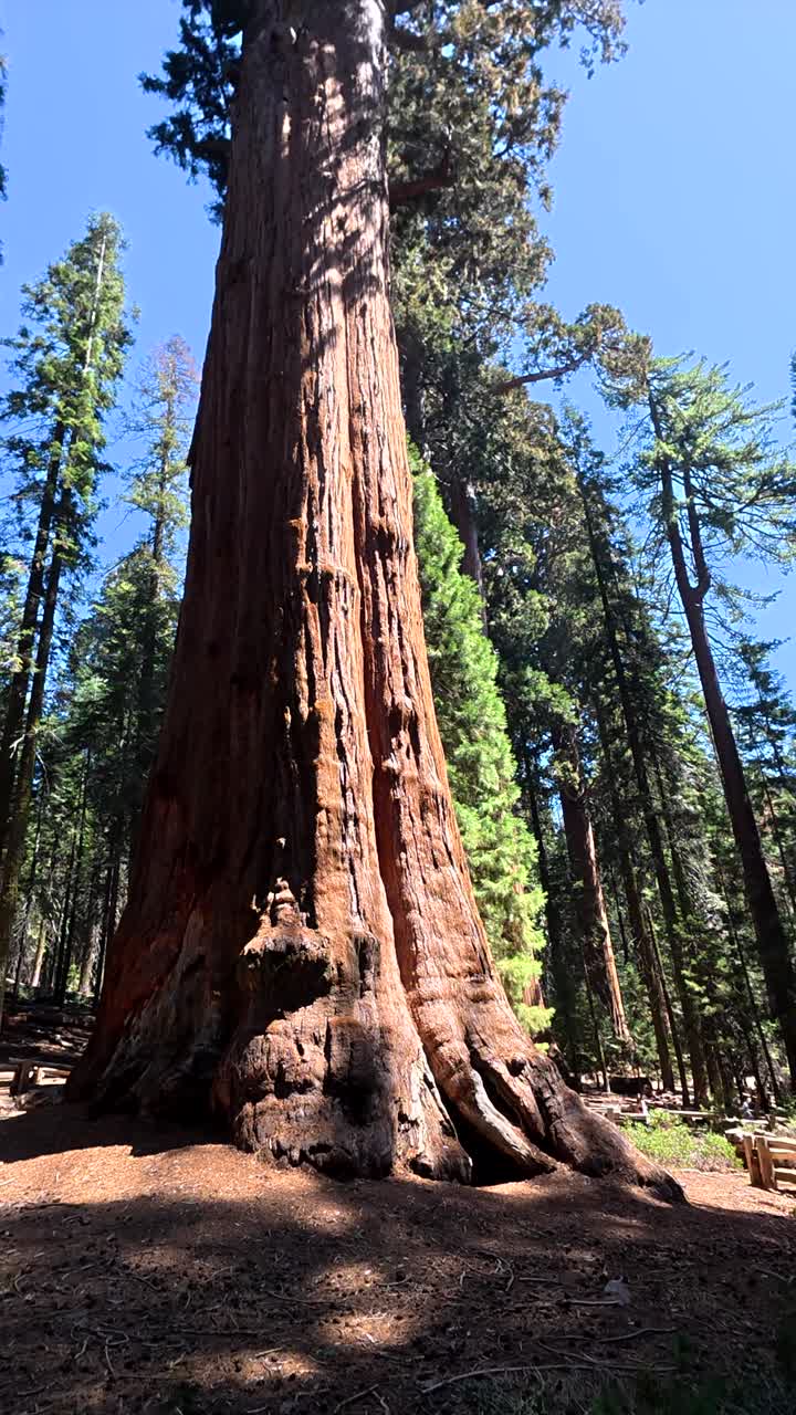 Maestoso albero di sequoia gigante che svetta contro un cielo azzurro