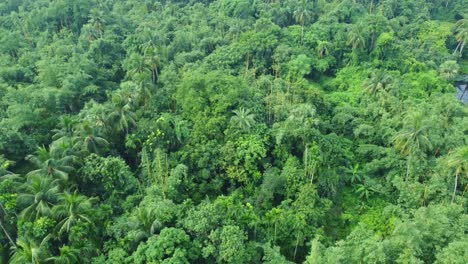 Vista-Aérea-O-De-Drones-De-Una-Jungla-Verde-Profunda-8