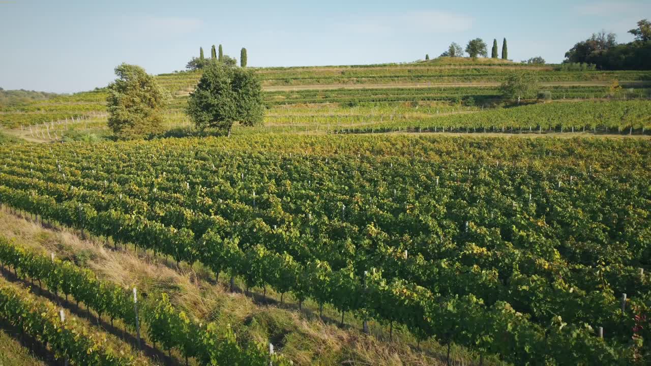 volando a baja altura sobre árboles jóvenes de viñedos, pequeños árboles verdes en el campo de la agricultura, islandia, europa